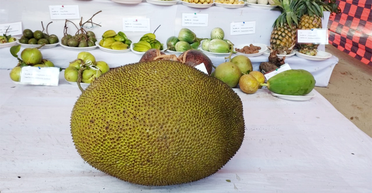 এক কাঁঠালের ওজন ৫০ কেজি