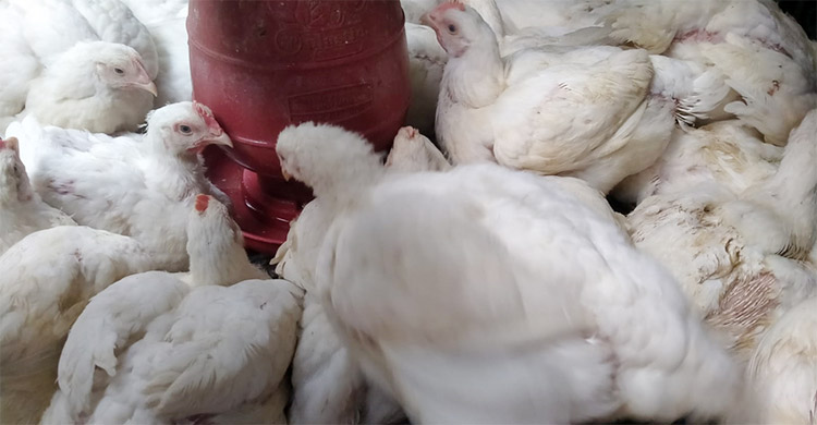 কেজিতে ১০ থেকে ৪০ টাকা পর্যন্ত কমেছে সবজির দাম