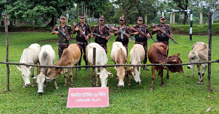 সীমান্ত দিয়ে পাচারের সময় ভারতীয় ৮ গরু জব্দ