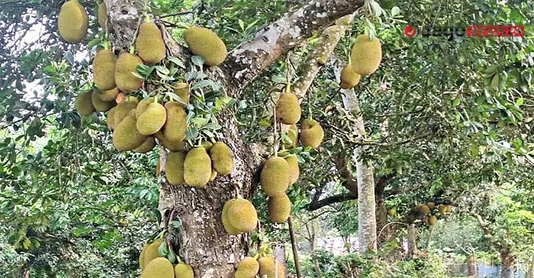 ময়মনসিংহে নেই প্রসেসিং সেন্টার, নষ্ট হচ্ছে কাঁঠাল