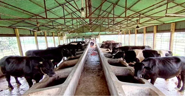 সীমান্তে ভারতীয় গরু চোরাচালানের শঙ্কা, খামারিদের উদ্বেগ