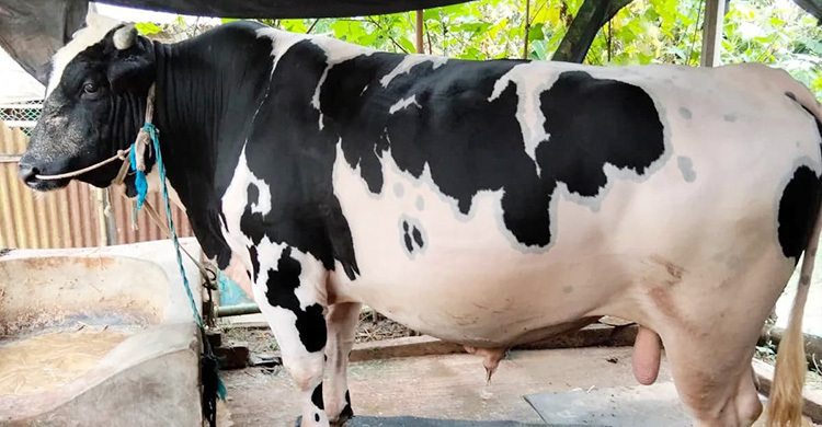 ময়মনসিংহে কোরবানির হাটে আলোচনায় ৩৫ মণের ‘সাদা ময়না’