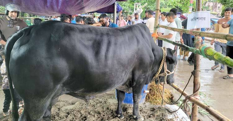 হাটে নজর কাড়ছে ‘কমিশনার’