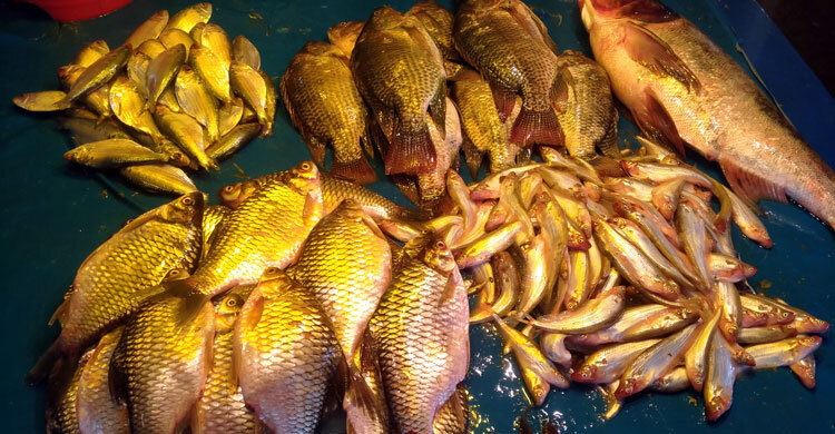 ময়মনসিংহে মাছের দামে ক্ষুব্ধ ক্রেতা