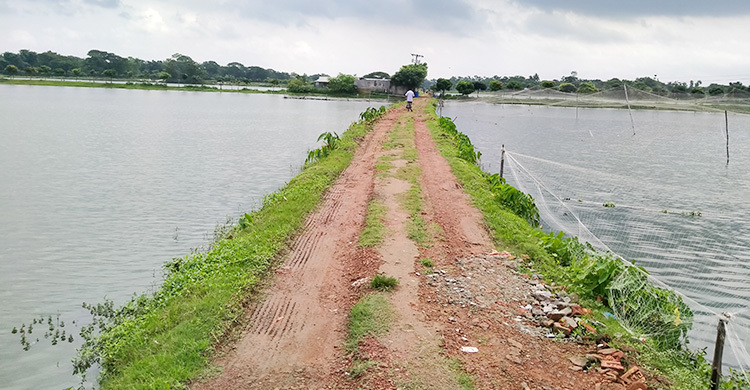 পাঙাশ চাষে আগ্রহ হারাচ্ছেন খামারিরা