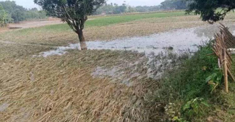 Flood damage to paddy, veggies in Mymensingh exceeds Tk 300cr