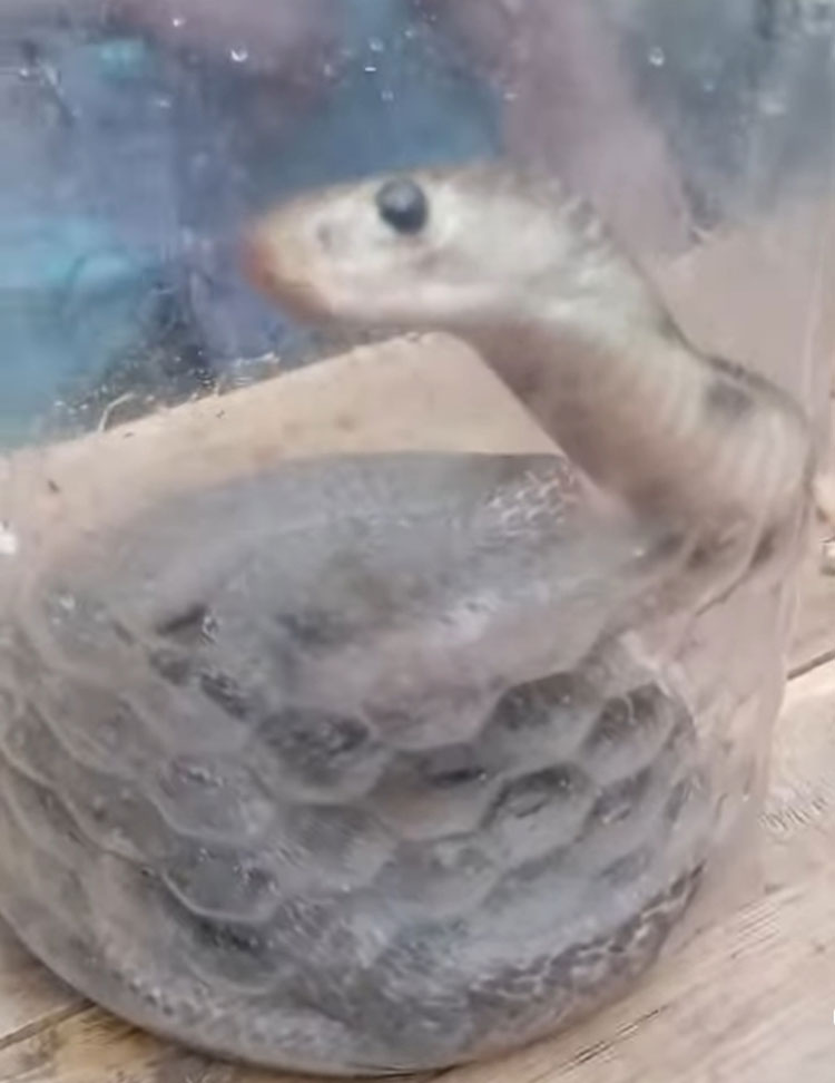 নিজের দোকানে সাপের কামড়ে প্রাণ গেলো ব্যবসায়ীর