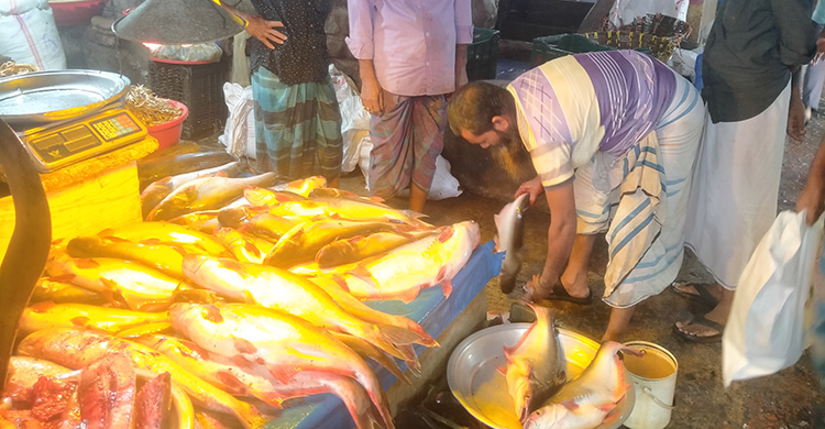 পাঙাশ চাষে আগ্রহ হারাচ্ছেন খামারিরা