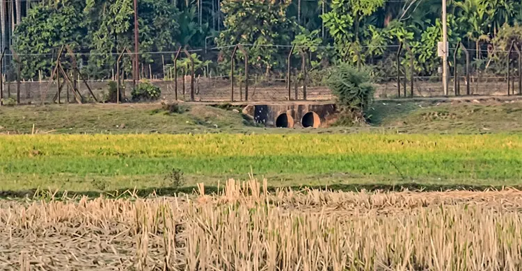 পুশ-ইনের নতুন করিডোর ময়মনসিংহ-শেরপুর সীমান্ত?