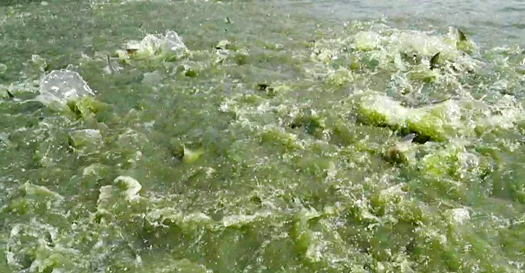 পাঙাশ চাষে আগ্রহ হারাচ্ছেন খামারিরা