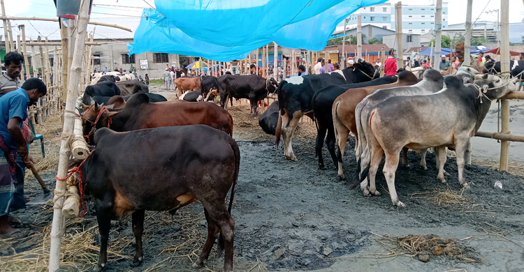 রূপগঞ্জে হাটভর্তি কোরবানির পশু থাকলেও বিক্রি কম