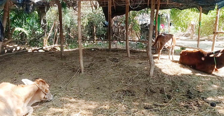 এক গ্রামের ২৫ গরু চুরি, ঘুম নেই কৃষকের