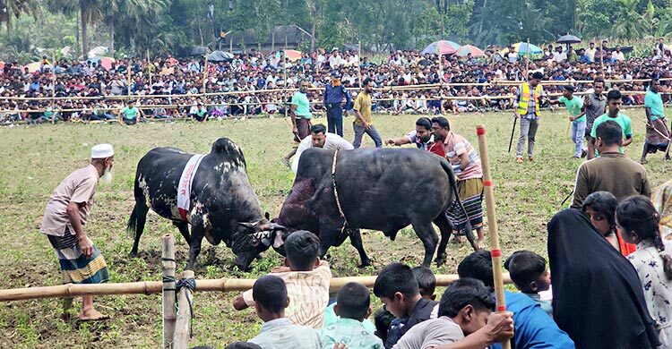ষাঁড়ের লড়াই দেখতে মানুষের উপচেপড়া ভিড়