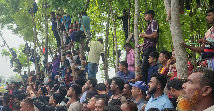 ষাঁড়ের লড়াই দেখতে মানুষের উপচেপড়া ভিড়