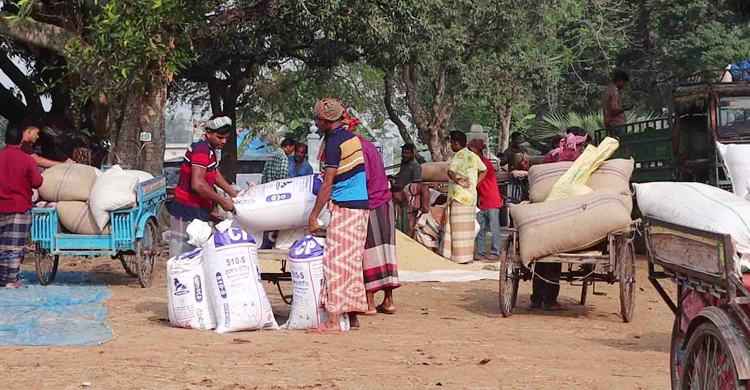 নওগাঁয় সপ্তাহের ব্যবধানে প্রতি মণে কমেছে ৩০০ টাকা