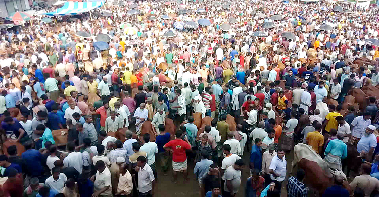 হাটে পশুর সরবরাহ বাড়ায় কমেছে দাম
