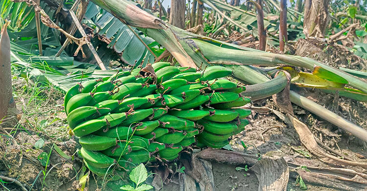 নওগাঁয় কালবৈশাখীর তাণ্ডব, কলা চাষিদের ব্যাপক ক্ষতি