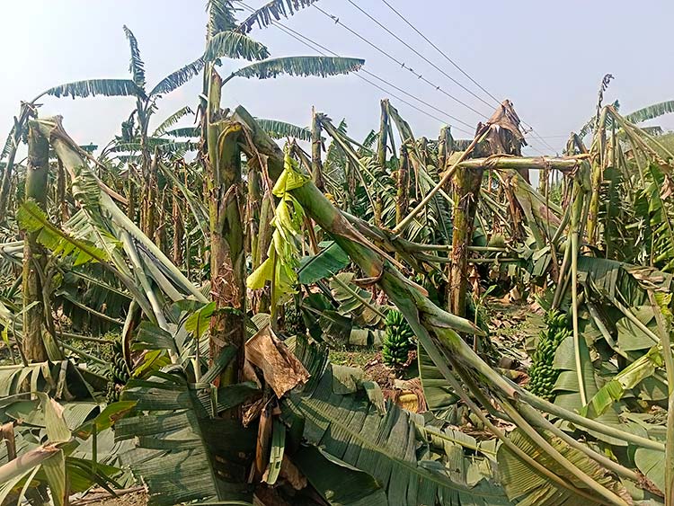নওগাঁয় কালবৈশাখীর তাণ্ডব, কলা চাষিদের ব্যাপক ক্ষতি