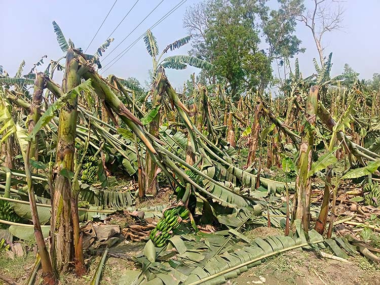 নওগাঁয় কালবৈশাখীর তাণ্ডব, কলা চাষিদের ব্যাপক ক্ষতি