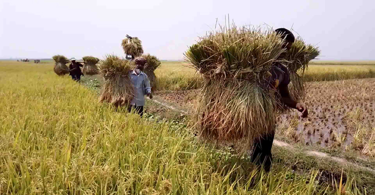 নওগাঁয় ধান কাটা-মাড়াইয়ের ধুম