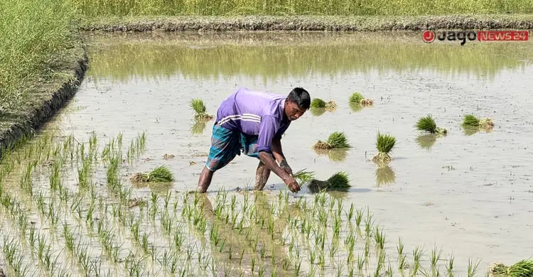 ধান-চালের বাজারে ধস, ‘ইন্টেরিম’কে দুষছেন কৃষক-ব্যবসায়ীরা