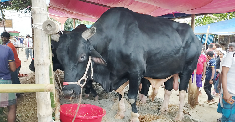 নারায়ণগঞ্জে হাট মাতাচ্ছে রাজা-কালো মানিক