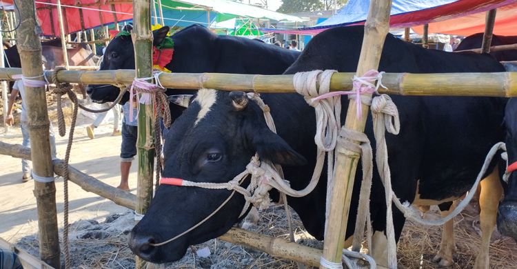 নারায়ণগঞ্জে হাট মাতাচ্ছে রাজা-কালো মানিক