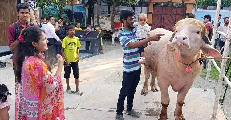 চুলের স্টাইলে ‘ডোনাল্ড ট্রাম্প’, গোলাপি রঙের মহিষ ঘিরে কৌতূহল