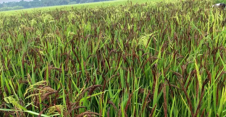 নড়াইলে ব্ল্যাক রাইস চাষে রহমতের বাজিমাত