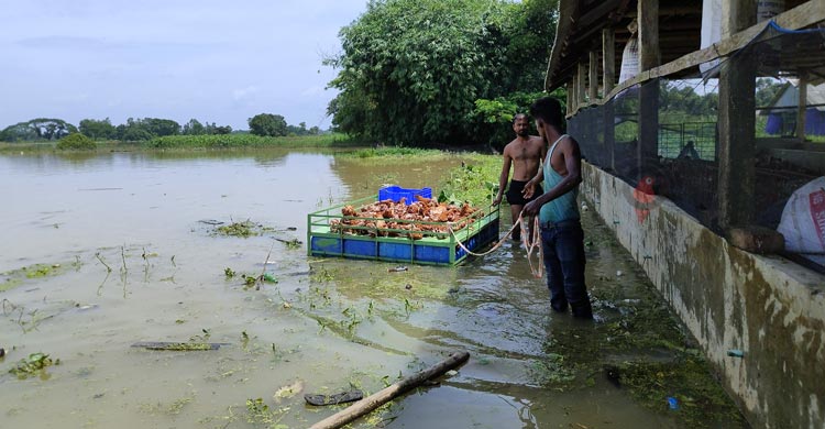 ফেনীতে বন্যা পরিস্থিতির উন্নতি, ভেসে উঠছে ক্ষত