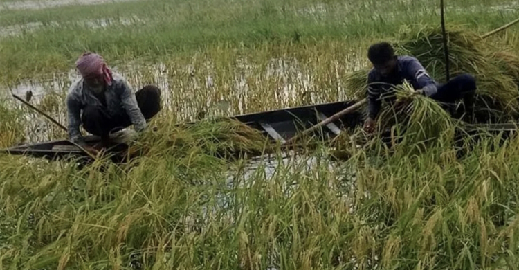 নড়াইলে ২০ বছর পর আউশ-আমন ফলনে কৃষকের মুখে হাসি