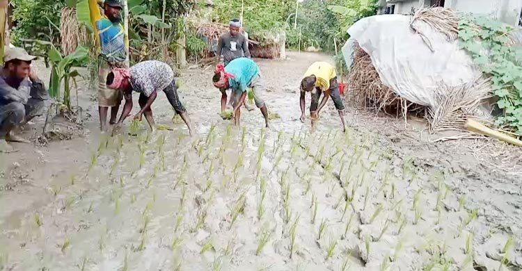 নাটোরে রাস্তায় ধানের চারা লাগিয়ে প্রতিবাদ