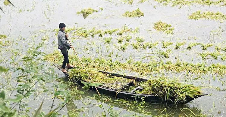 উজানের ঢলে হুমকিতে চলনবিলের ধান