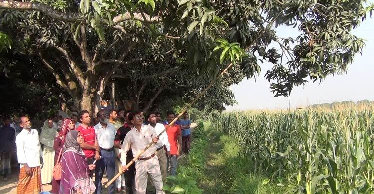 নাটোরের বাজারে এলো গোপালভোগ