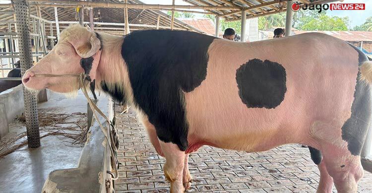 ‘ডোনাল্ড ট্রাম্প’ মহিষটি কি আসলেই বিরল প্রজাতির?