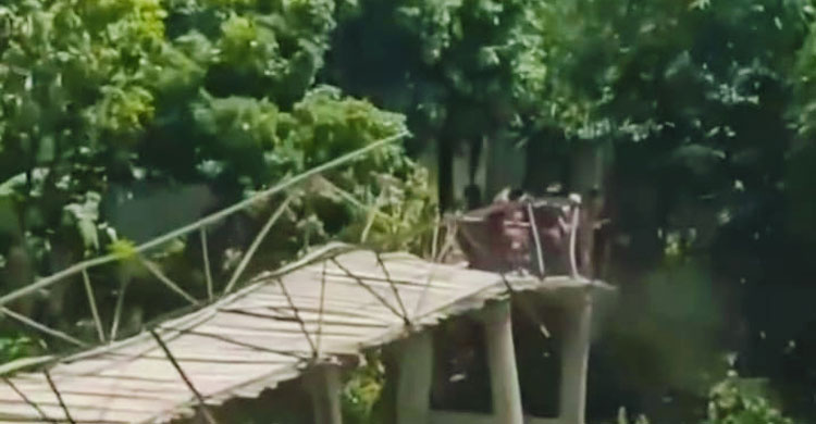 ২২ গ্রামের চাঁদায় গড়া বাঁশের সাঁকো ভেঙে পড়লো কচুরিপানার চাপে