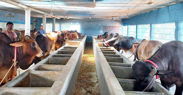 চাহিদার দ্বিগুণ কোরবানির পশু আছে সিংড়ায়