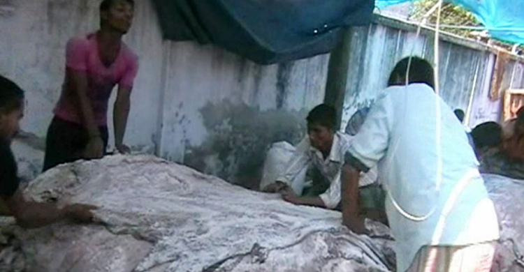 লবণ মাখানো চামড়ায় ভরে উঠছে নাটোরের আড়ত
