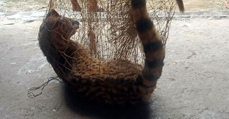 কৃষকের জালে গন্ধগোকুল, অবমুক্ত করলো পরিবেশকর্মীরা