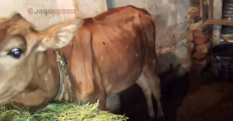 লাম্পিতে বিপর্যস্ত পুরো উপজেলা, টিকা সংকটে মরছে গরু