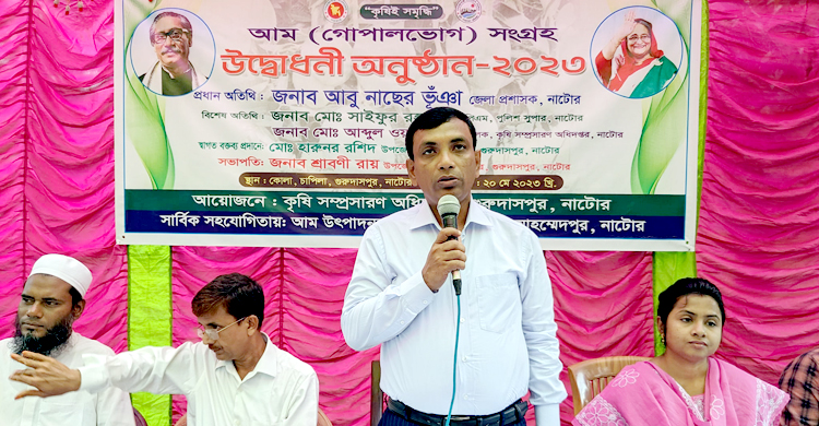 নাটোরে চলতি মৌসুমের আম পাড়া শুরু