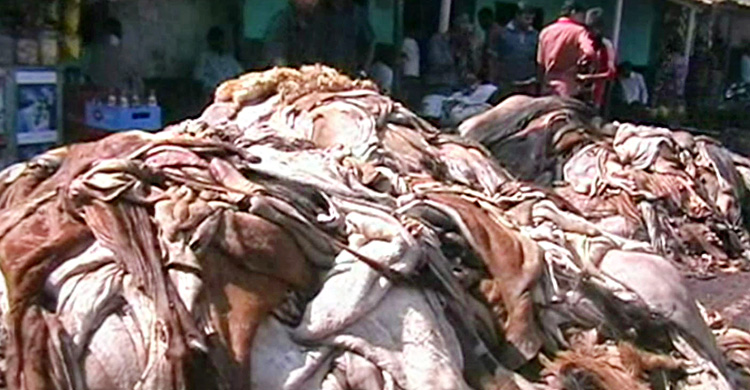 লবণ মাখানো চামড়ায় ভরে উঠছে নাটোরের আড়ত