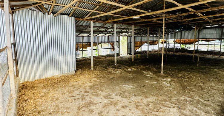 খামারে হামলা, ৮০০ হাঁস লুট করে নিয়ে গেলো দুর্বৃত্তরা