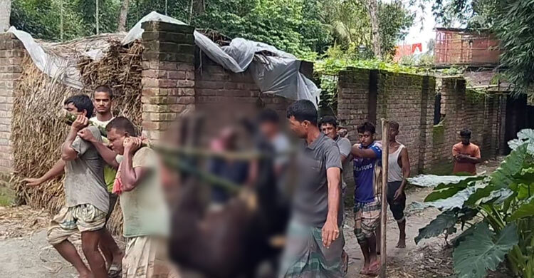 কৃষকের গাভি হত্যার অভিযোগ, মৃত্যুর কারণ জানতে হচ্ছে ময়নাতদন্ত