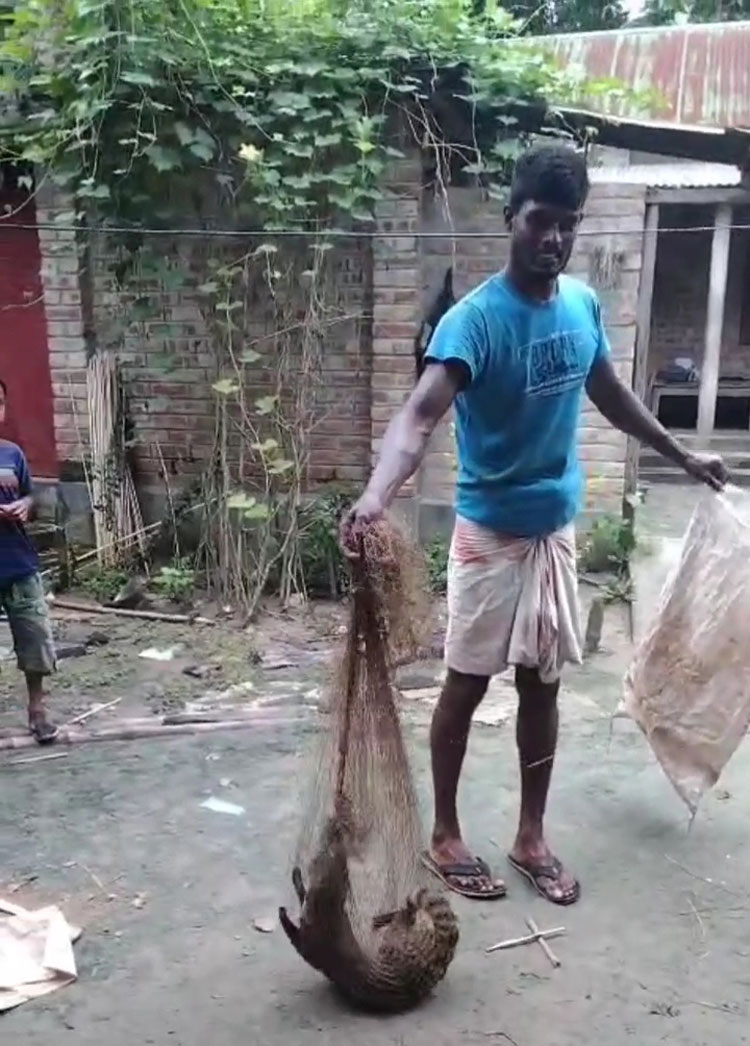 কৃষকের জালে গন্ধগোকুল, অবমুক্ত করলো পরিবেশকর্মীরা