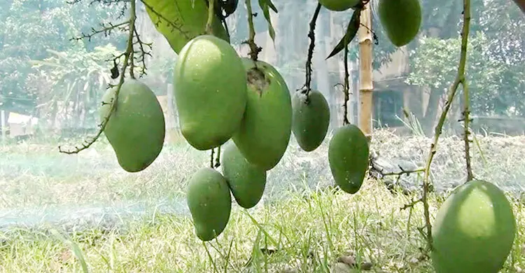 ১৫ মে বাজারে আসছে নাটোরের আম