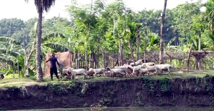 নাটোরে বেড়েছে দুম্বার চাহিদা