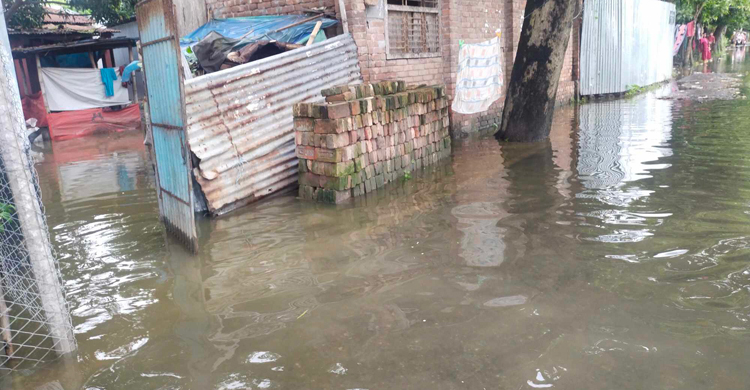 ভারী বৃষ্টিপাতে নাটোরের বাড়িঘরে হাঁটুপানি