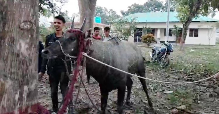 নাটোরে বিরল প্রজাতির নীলগাই উদ্ধার