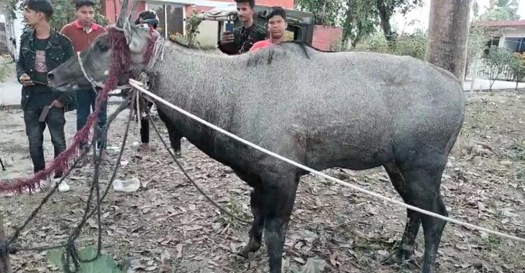 নাটোরে নীলগাই উদ্ধার